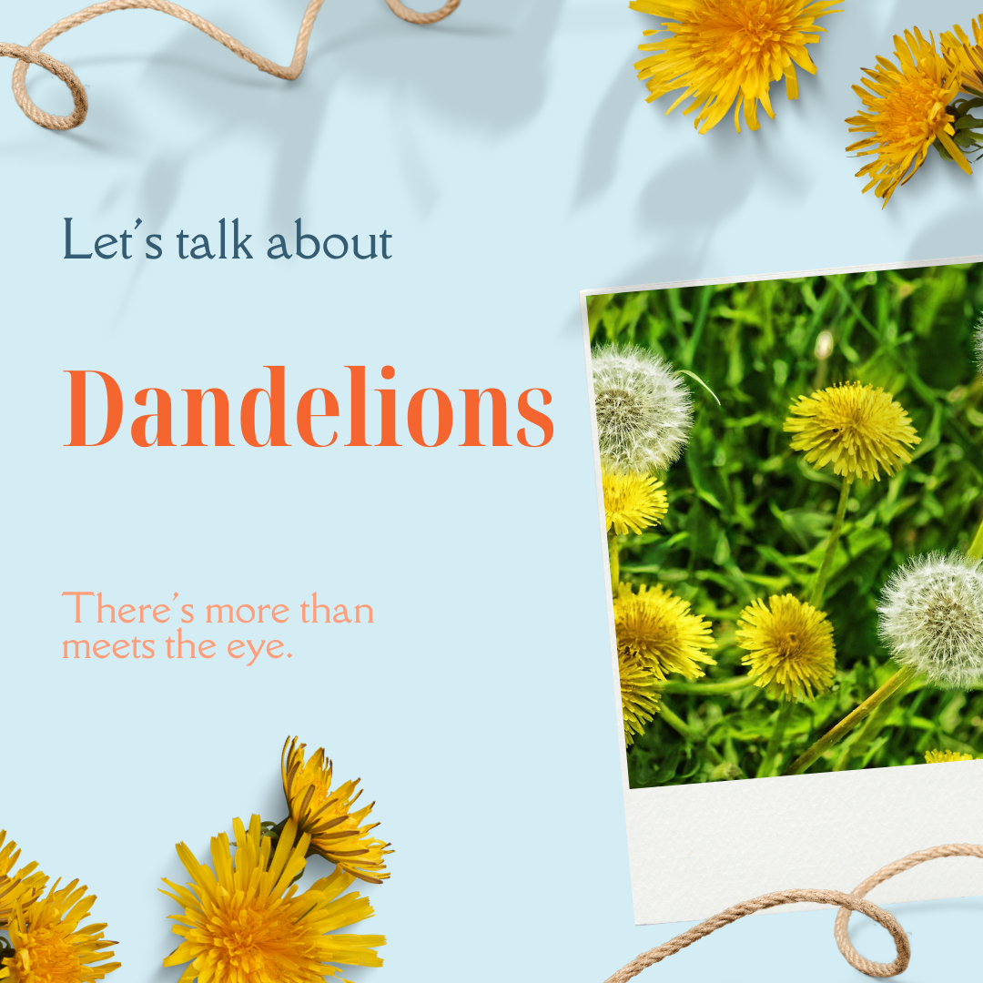 Unleashing the Power of Dandelions: From Weed to Wonder Herb