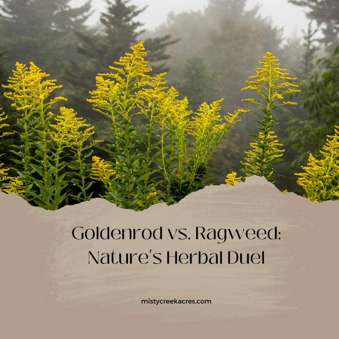 Goldenrod vs. Ragweed: Nature's Herbal Duel and the Golden Benefits of Goldenrod