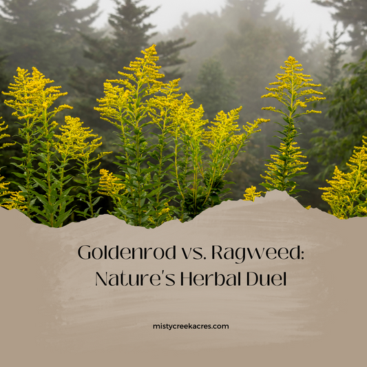 Goldenrod vs. Ragweed: Nature's Herbal Duel and the Golden Benefits of Goldenrod