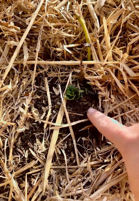 small green potato plant growing through straw