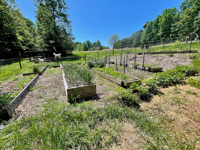 raised bed garden with goat in background