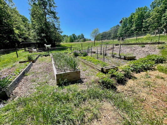 raised bed garden with goat in background