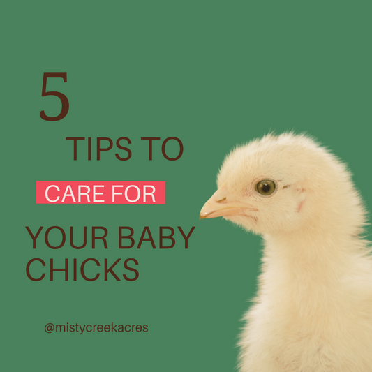 5 Tips to Care for your Baby Chicks