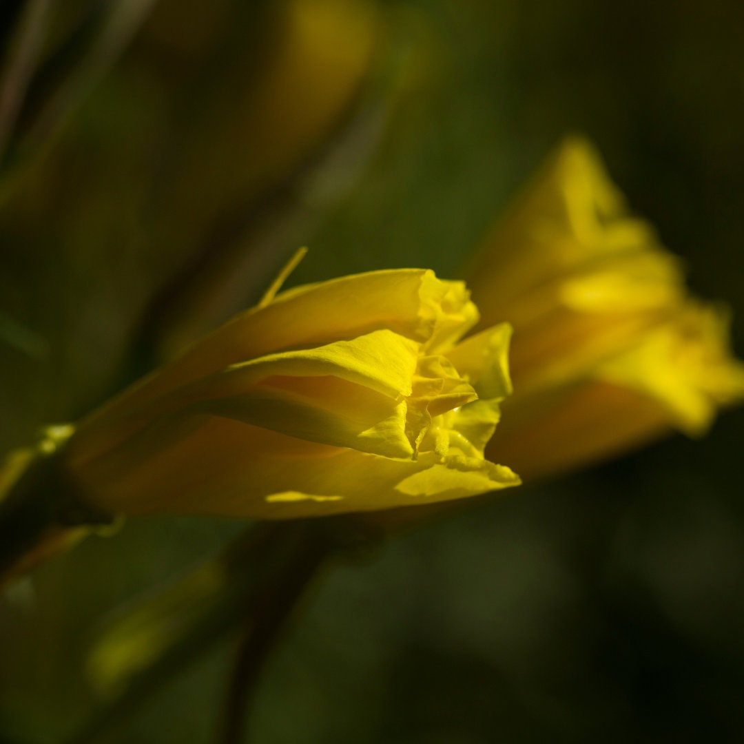 Premium Evening Primrose Seeds (Quantity: 20) Organic Non GMO Flower Seeds